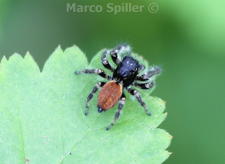 Carrhotus xanthogramma - maschio e femmina - Milano